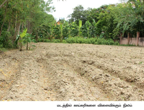 5 ஏக்கரில் 150 மூட்டை... ஒற்றை நாற்று தரும் ஒப்பற்ற வருமானம்!