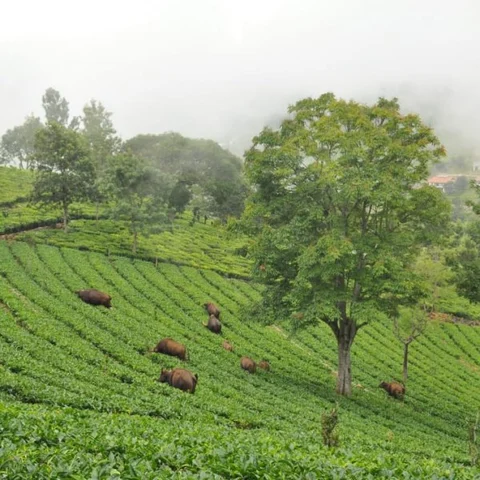 கடவுளின் எருமை, 100 கிளாஸ் டீ, கைக்காசு கெடுபிடி! நீலகிரியின் நிஜ நிலவரம்