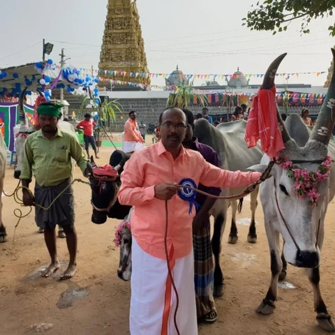 `மாடுபிடித்த டி.ஆர்.ஓ, வங்கி ஊழியர்கள்!' - கிராம மக்களுடன் பொங்கல் விழா கொண்டாட்டம்
