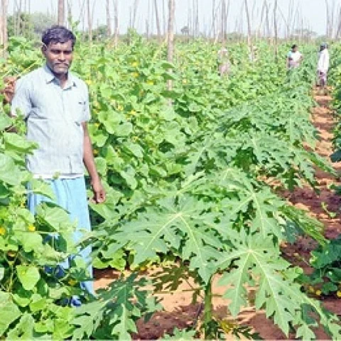 ₹3,40,000 Profit per acre... Ever-promising Papaya ..! #OrganicFarming