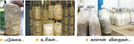 கலக்கலான வருமானம் கொடுக்கும் காளான் வளர்ப்பு!