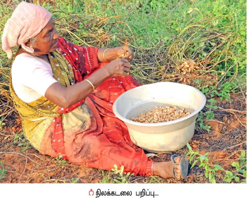 நிச்சய வருமானம் கொடுக்கும் நிலக்கடலை!.