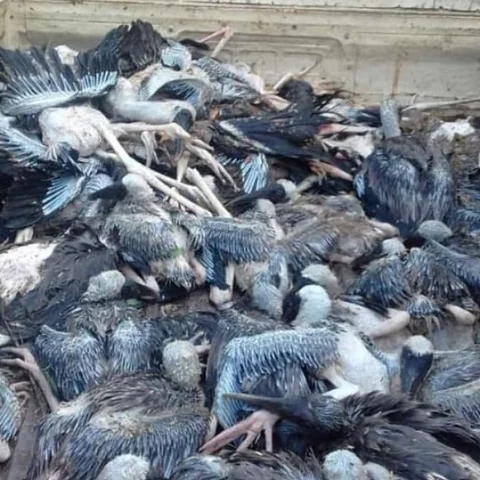 சூறைக்காற்றில் உயிரிழந்த வெளிநாட்டுப் பறவைகள்! - கூந்தன்குளம் சரணாலயத்தில் சோகம்