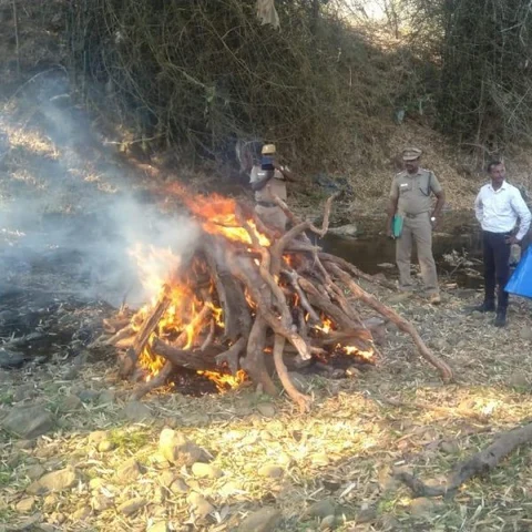 மசினகுடி ஆற்றில் இறந்த நிலையில் சிறுத்தை - பிரேதப் பரிசாேதனை செய்து எரித்த வனத்துறை!