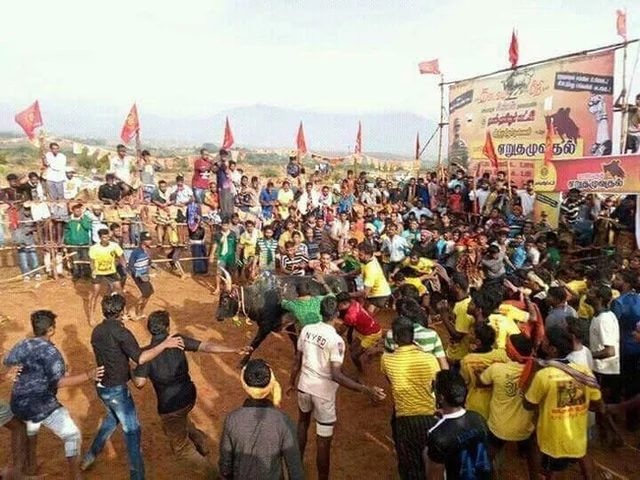 திமிறும் தமிழகம்: அவசரச் சட்டம் பிறப்பித்தார் ஆளுநர்! அலங்காநல்லூரில் நாளை ஜல்லிக்கட்டு #LiveUpdate