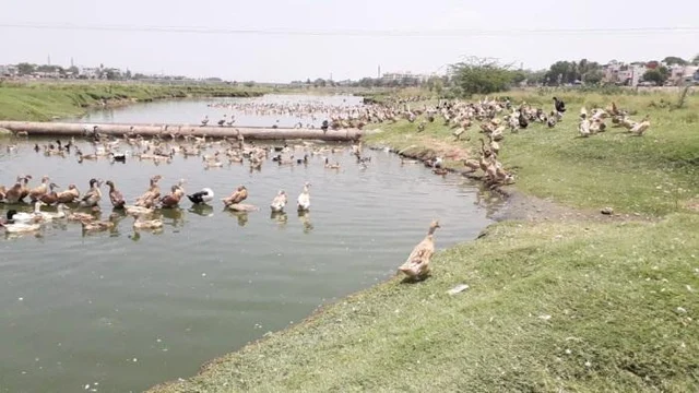 'நீர்நிலைகள் அழிவு, வாத்து வளர்ப்புக்கான பேராபத்து!' வைகையில் வாத்து மேய்க்கும் இளைஞர்