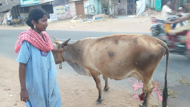`மூன்று வேளை சோறு போட்டது; இனி என்ன பண்ணப்போறேன்!'- கால் உடைந்த பசுவுக்காகக் கதறும் பெண்