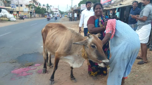 `மூன்று வேளை சோறு போட்டது; இனி என்ன பண்ணப்போறேன்!'- கால் உடைந்த பசுவுக்காகக் கதறும் பெண்