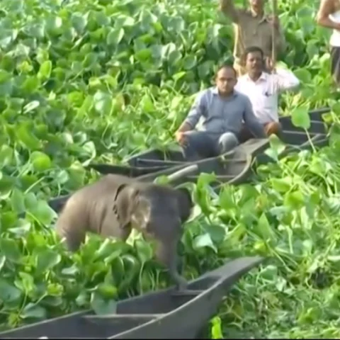 ஆகாயத் தாமரைகளுக்கிடையே சிக்கிக்கொள்ளும் யானைக்குட்டி... வைரலாகும் வீடியோ!