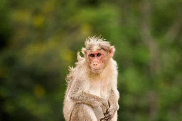 குடிக்கத் தண்ணீர் இல்லை... ஹீட் ஸ்ட்ரோக்கால் உயிரிழந்த குரங்குகள்!