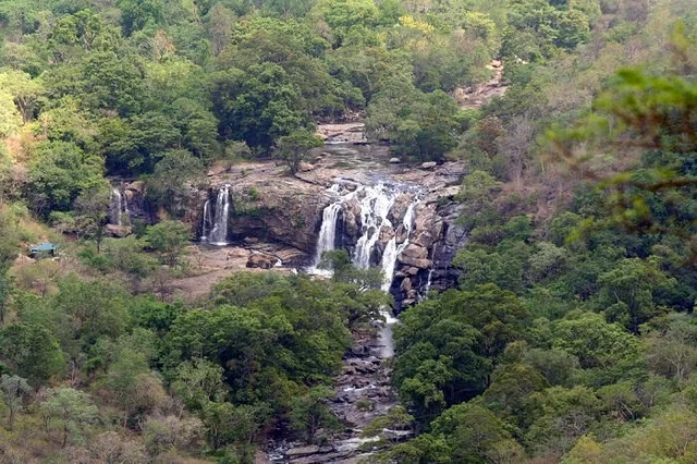 நிர்வாணமாக நிற்கும் நீரோலி மரம்; தேவதைகளின் சாபம்தான் காரணமாம்! - சின்னார் சுவாரஸ்யங்கள்