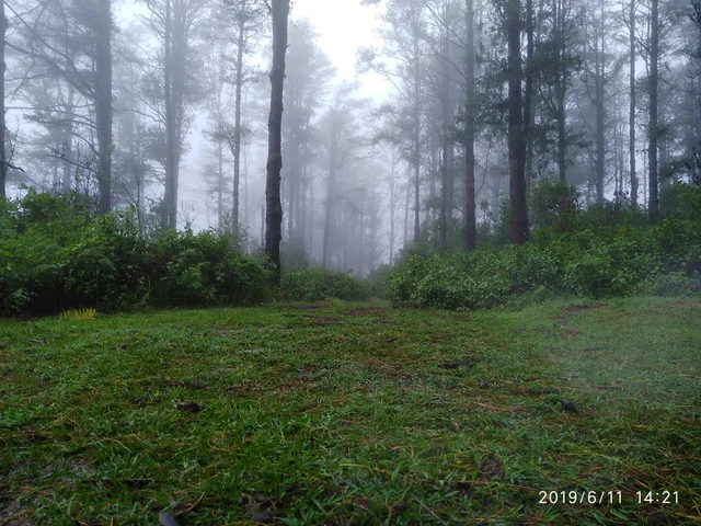 காடு