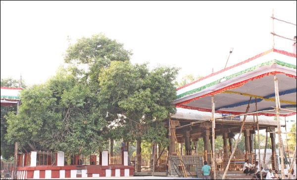 27 நட்சத்திரக் காரர்களுக்கும் பரிகாரத் தலமான திருவொற்றியூர் தியாகராஜர் கோயில் வசந்த உற்சவம்!