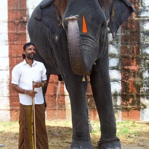 இதுதான் தமிழ்நாட்டின் மவுத் ஆர்கன் ஸ்பெஷலிஸ்ட் லட்சுமி! #MyVikatan