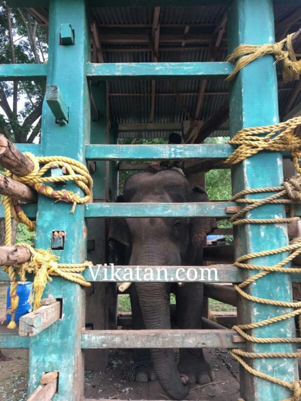 கூண்டுக்குள் 100 நாள்கள்.. எப்படி இருக்கிறது சின்னத்தம்பி யானை..?