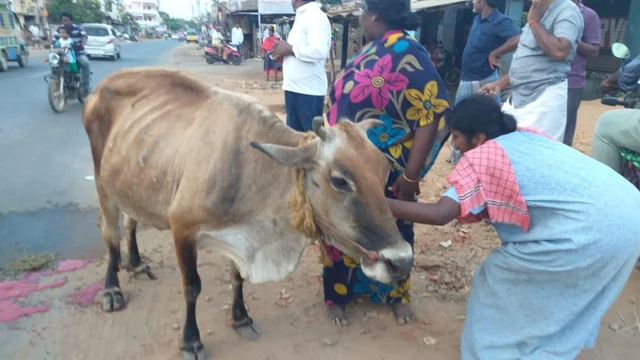 `மூன்று வேளை சோறு போட்டது; இனி என்ன பண்ணப்போறேன்!'- கால் உடைந்த பசுவுக்காகக் கதறும் பெண்