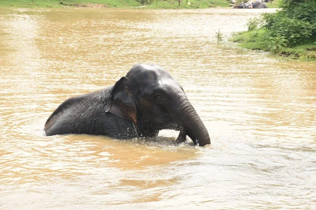 சமயபுரம் பாகனைக் கொன்ற மசினி யானை... முதுமலையில் இப்போது எப்படி இருக்கிறது?