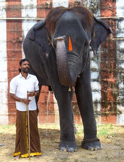 இதுதான் தமிழ்நாட்டின் மவுத் ஆர்கன் ஸ்பெஷலிஸ்ட் லட்சுமி! #MyVikatan