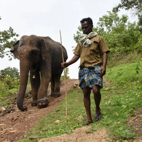 சமயபுரம் பாகனைக் கொன்ற மசினி யானை... முதுமலையில் இப்போது எப்படி இருக்கிறது?