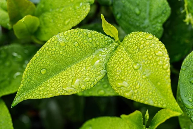 `மரம் வளர்த்தால், மழை வரும் என்பது உண்மைதானா?’ ஓர் அலசல்!