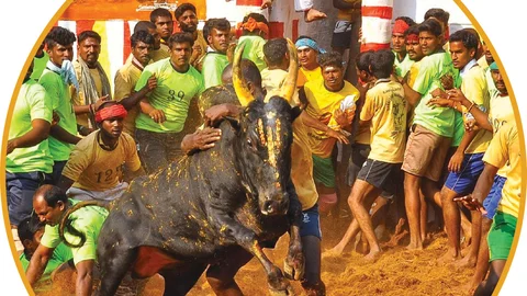 ஜல்லிக்கட்டு