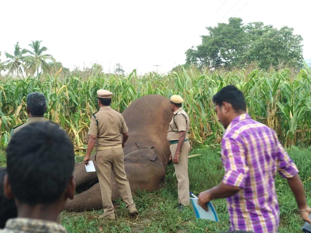 மக்காச்சோளத்தைக் காக்க போடப்பட்ட மின்வேலி - பரிதாபமாக பலியான மக்னா யானை