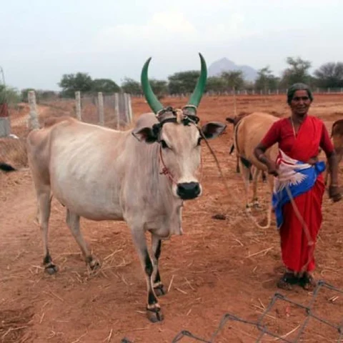 பாசம் காட்டி வளர்த்தவருக்கே எமனாகிய மாடு... பரிதவிப்பில் குடும்பம்!