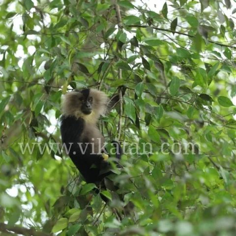 `வால்பாறை வர்றவங்ககிட்ட ஒரே ஒரு கோரிக்கை!' குரங்குகளைக் காப்பாற்றும் `இருவர்'