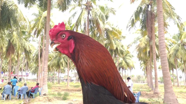 அழகில் அசத்திய கிளிமூக்கு மயில்வால் சேவல்கள் - களைகட்டிய கண்காட்சி