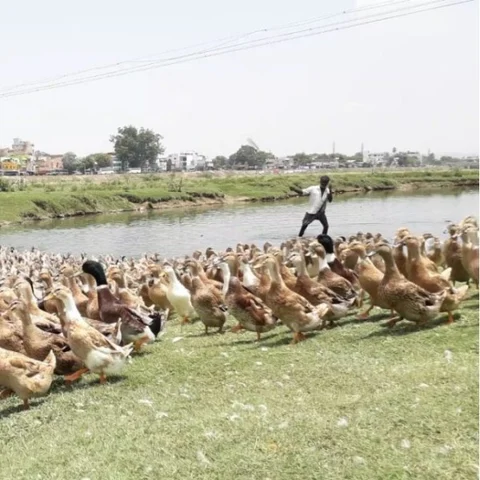 'நீர்நிலைகள் அழிவு, வாத்து வளர்ப்புக்கான பேராபத்து!' வைகையில் வாத்து மேய்க்கும் இளைஞர்
