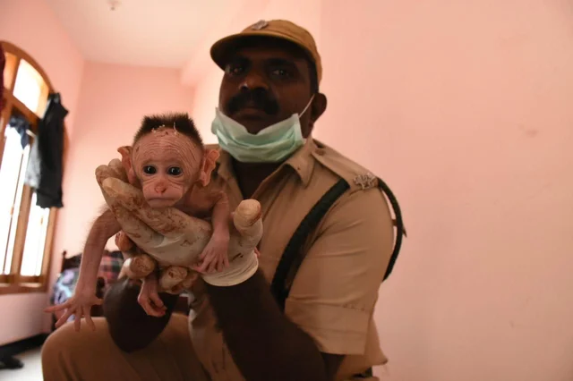 விஷம் வைத்துக் கொன்ற மனிதர்கள்; இறந்தும் குட்டிகளைக் காப்பாற்றிய குரங்குகள்... நீலகிரி சோகம்!