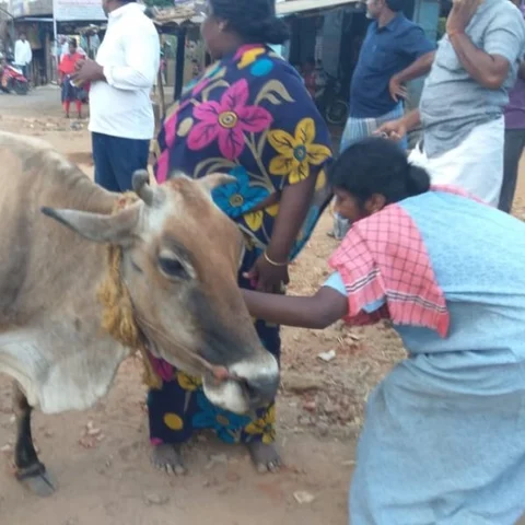 `மூன்று வேளை சோறு போட்டது; இனி என்ன பண்ணப்போறேன்!'- கால் உடைந்த பசுவுக்காகக் கதறும் பெண்