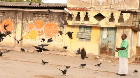 காக்கைகளுக்கு காலை உணவு தரும் உக்கிரபாண்டியன்.