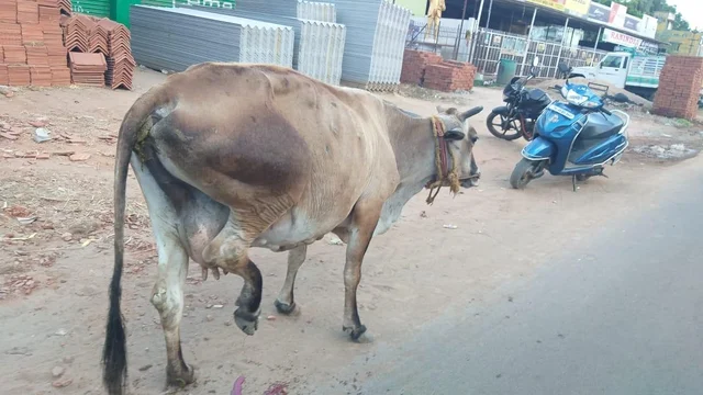 `மூன்று வேளை சோறு போட்டது; இனி என்ன பண்ணப்போறேன்!'- கால் உடைந்த பசுவுக்காகக் கதறும் பெண்