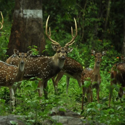 நீலகிரியில் அதிகரிக்கும் கட்டுமானங்கள் - மெல்லச் சாகும் உயிர்ச்சூழல் மண்டலம் #WorldEnvironmentDay