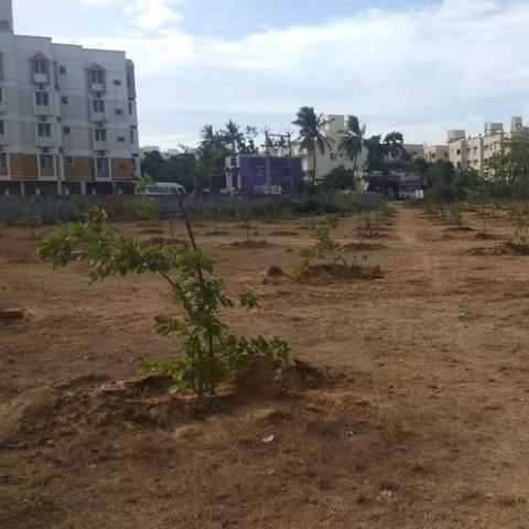 சென்னை விரிவாக்கத்தில் அழியாமல் காக்கப்பட்ட காடு! - மரக்கன்றுகளை வளர்க்கும் வனத்துறை