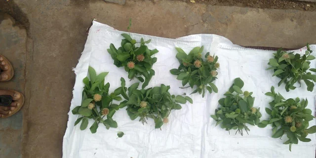 முருகனுக்கு உகந்த கடம்ப மலர் சீஸன்... சஞ்சீவிக் காற்றைச் சுவாசிக்க பழநியில் குவியும் பக்தர்கள்!
