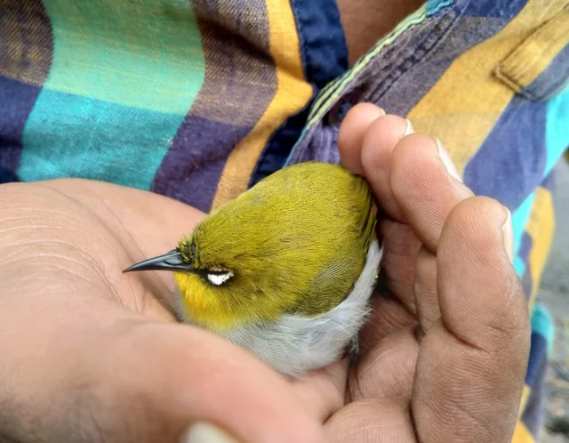 சோர்வடைந்த நிலையில் வெள்ளைக்கண்ணி