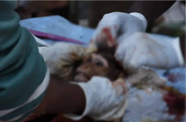 `குட்டிகள் உயிரோடு இருக்கிறது; தாய், 10 குரங்குகள் இறந்துக் கிடக்கிறது!'- நீலகிரி அதிர்ச்சி
