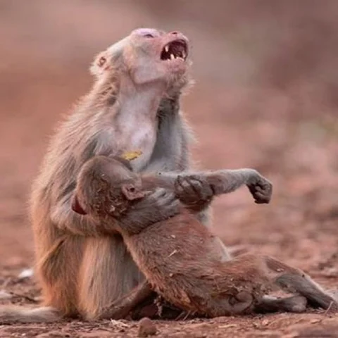 குடிக்கத் தண்ணீர் இல்லை... ஹீட் ஸ்ட்ரோக்கால் உயிரிழந்த குரங்குகள்!