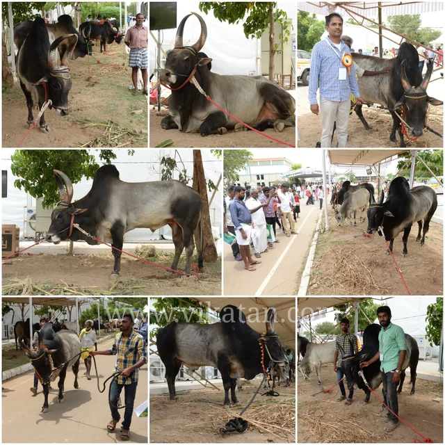 காங்கேயம் காளைகள்