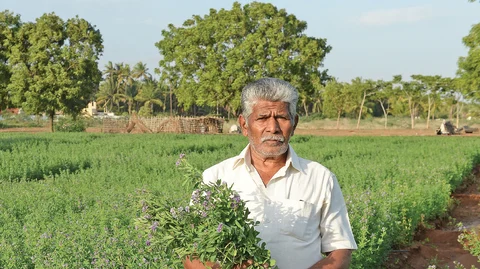 குதிரைமசால் தீவனப் பயிர் வயலில் ரங்கசாமி