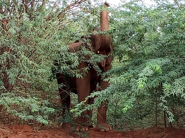 பிளிரும் பெண் யானை