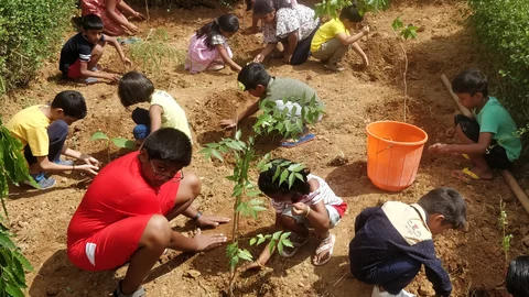 மியாவாக்கி