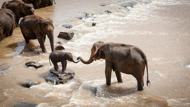 யானைக் கூட்டம்