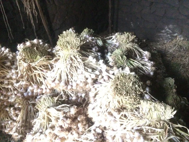 மலைப்பூண்டு