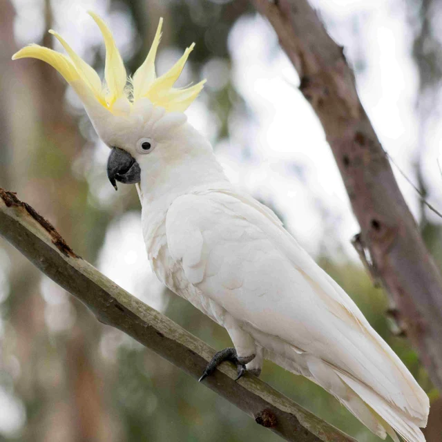 Cockatoo