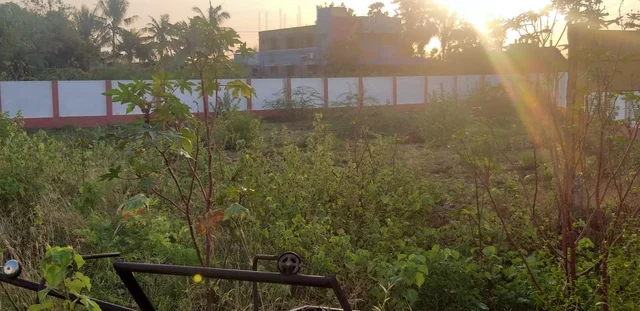 அடர் நடவு முறையில் குறுங்காடு