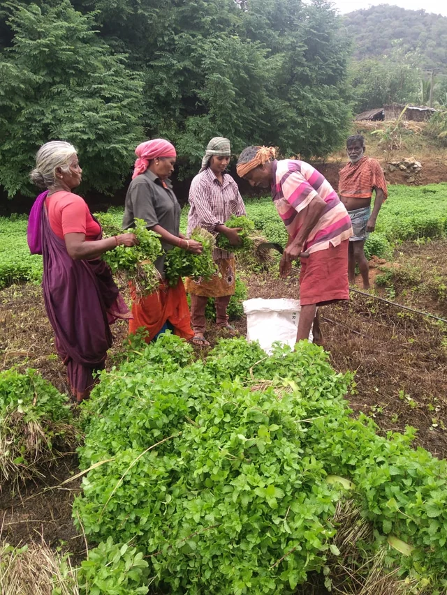 புதினா