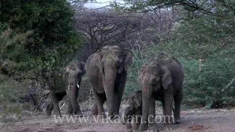 யானைகள்